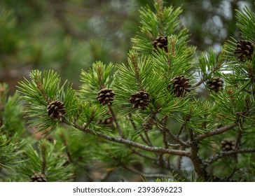 快穿攻略撩男神100式