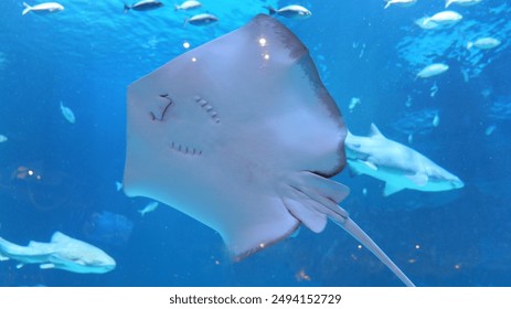 人人影视大全：汇聚全球热门影视剧，畅享视听盛宴