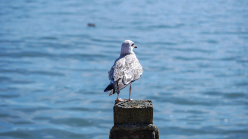 shipinsure：全面解析船舶保险的重要性与选择指南